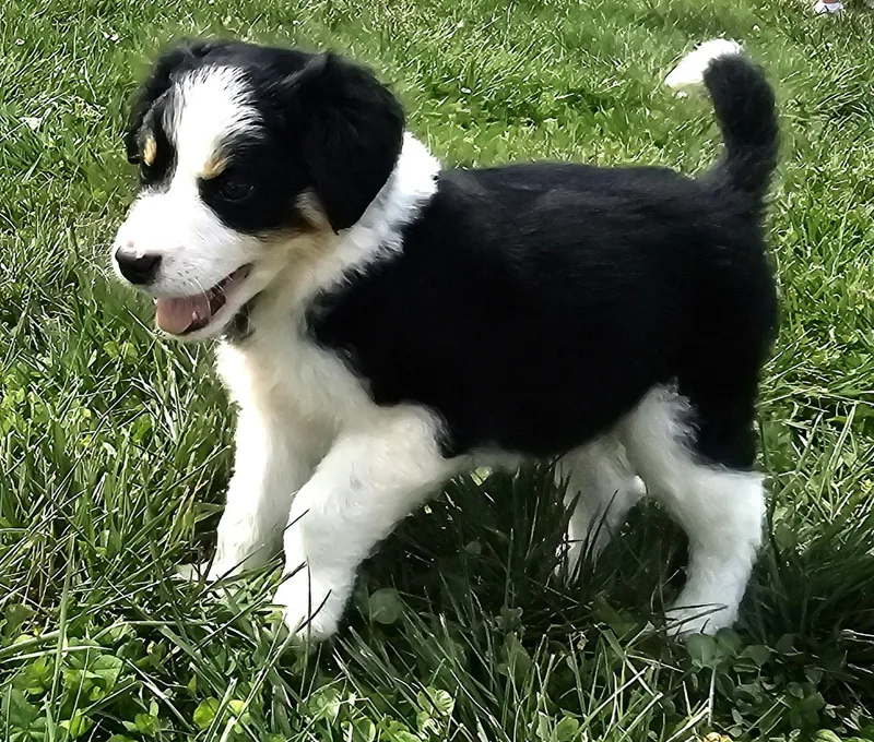 Puppy Waffles thumbnail 2