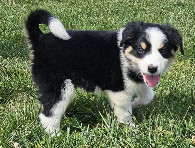 Puppy Waffles thumbnail 3