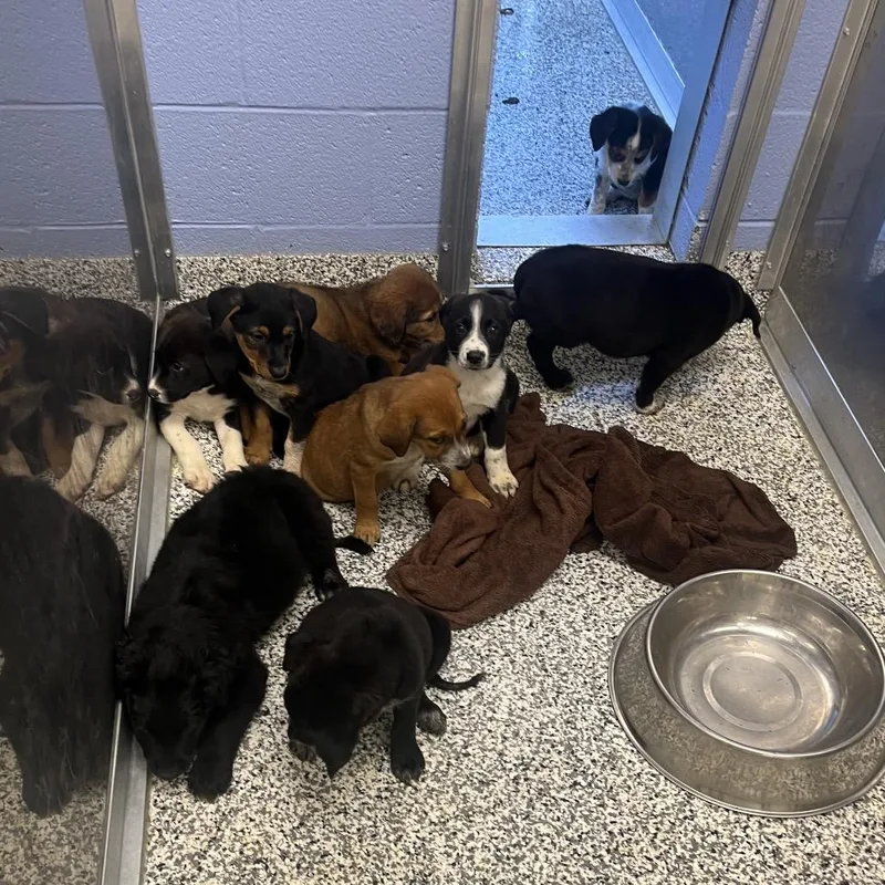 A baby large-sized female Black Mixed Breed dog named Raven for adoption in Madisonville, TN