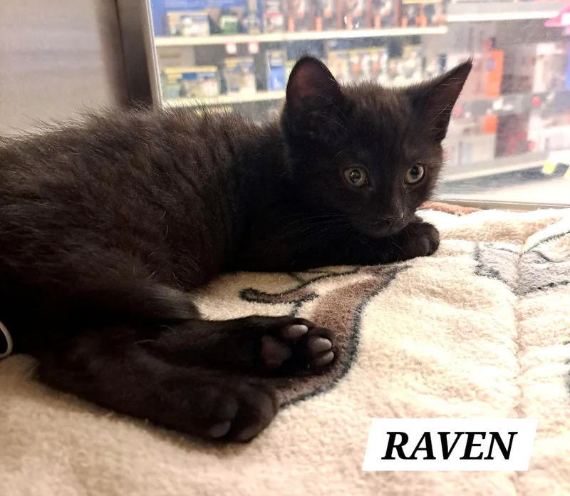 A baby medium-sized male Black Domestic Medium Hair cat named Raven: Dmh for adoption in Greenville, DE