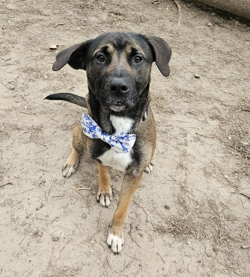 A young medium-sized male Tricolor (Brown, Black, & White) Mountain Cur dog named Alfonzo for adoption in Heathsville, VA