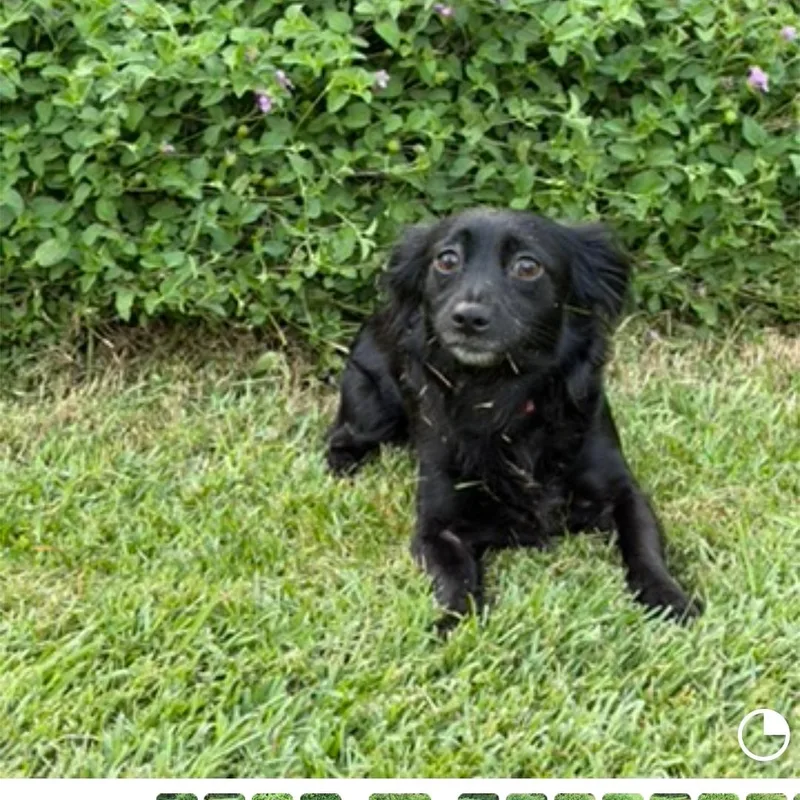 Lacey thumbnail 2