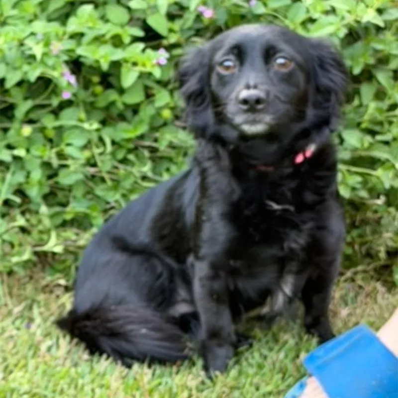 Lacey thumbnail 3