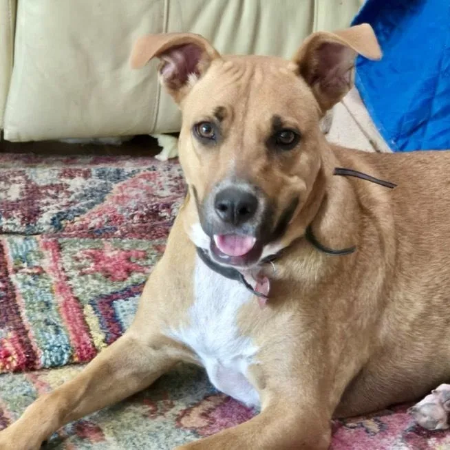 A young medium-sized female Golden American Staffordshire Terrier dog named Winnie for adoption in Houston, TX