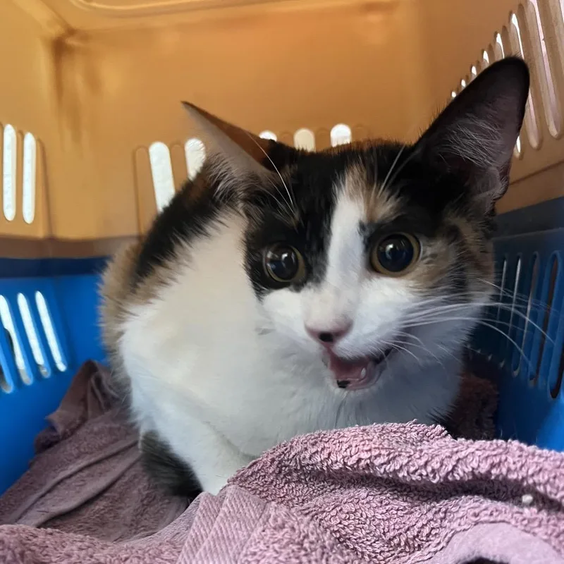 Lila