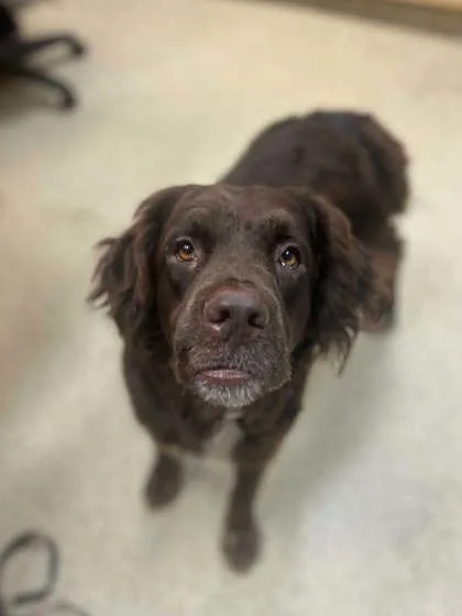 An adult large-sized female Mixed Breed dog named Tigger for adoption in Munster, IN