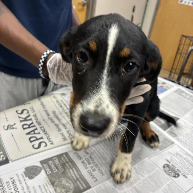 A baby small-sized male Hound dog named Cliff  U for adoption in Tupelo, MS