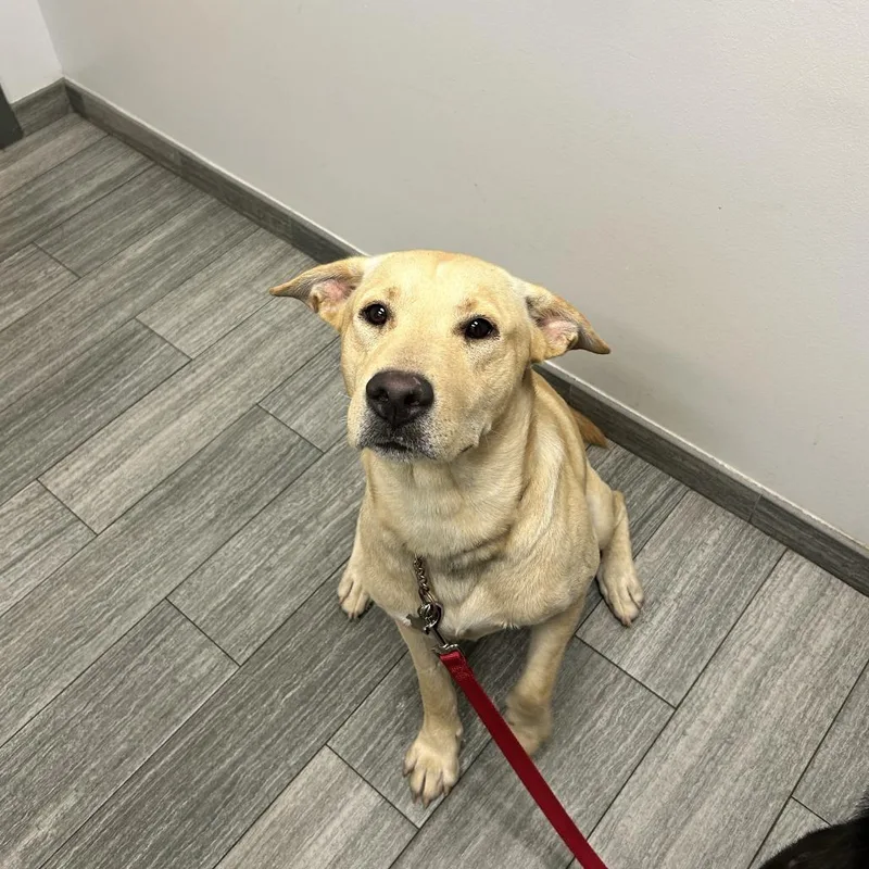 An adult large-sized male Yellow / Tan / Blond / Fawn Mixed Breed dog named Hutch for adoption in Jacksonville, FL