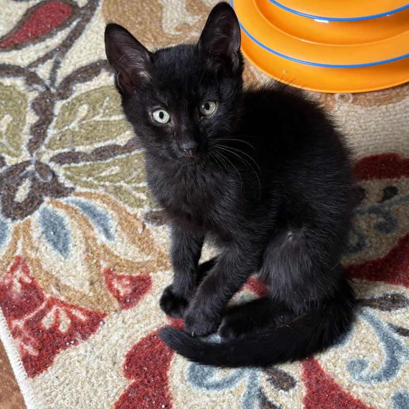 A baby large-sized male Black Domestic Short Hair cat named Alvin for adoption in East Hartford , CT