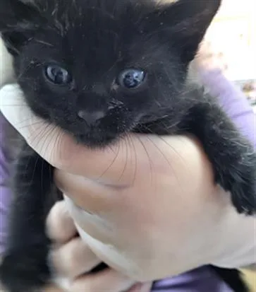 A baby small-sized male Domestic Short Hair cat named Astroe for adoption in Fort Walton Beach, FL