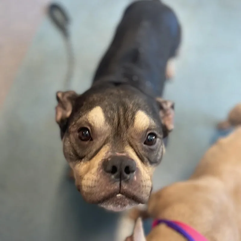An adult medium-sized male Black Mixed Breed dog named Nugget for adoption in Edwardsville, IL