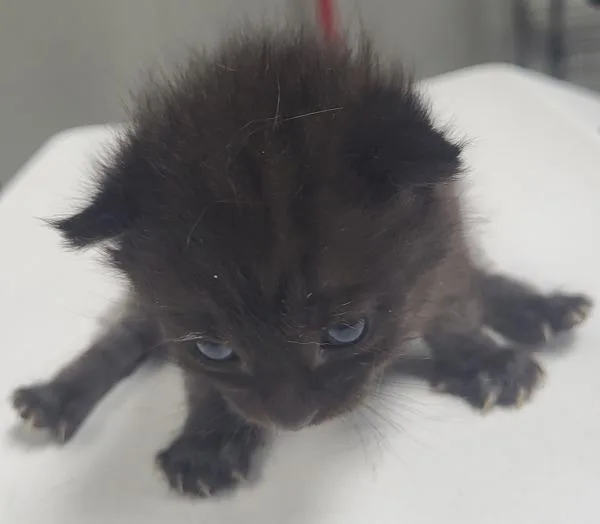 A baby small-sized female Domestic Short Hair cat named Pen Amy for adoption in Lawrenceville, GA