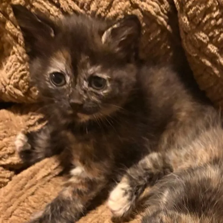 A baby small-sized female Tortoiseshell Domestic Short Hair cat named Lucy for adoption in Westminster, CA
