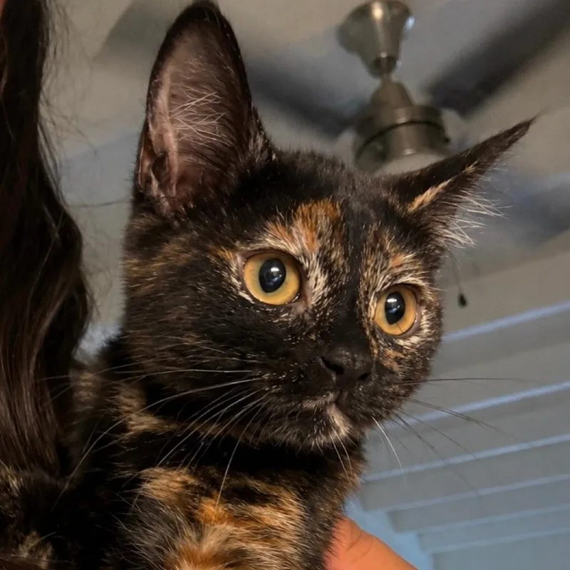 Lucy thumbnail 3