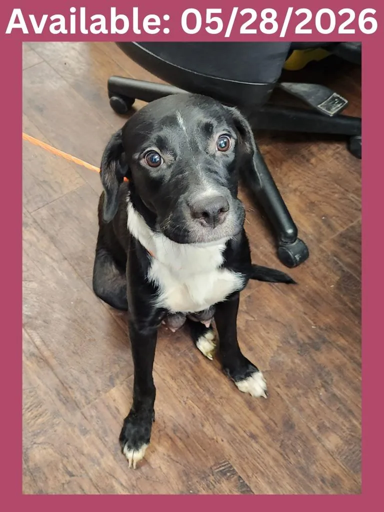 A young medium-sized female Labrador Retriever dog named Dog Kennel for adoption in Greenville, TX
