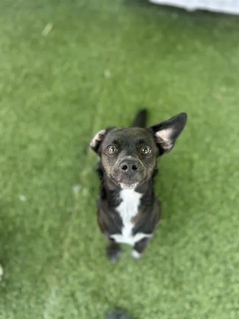 An adult medium-sized male Terrier dog named Noodle for adoption in Chula Vista, CA