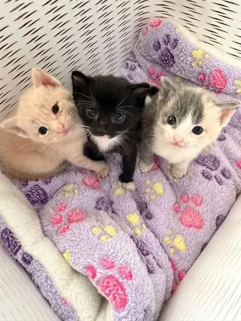 A baby small-sized male Domestic Short Hair cat named Fudgeround for adoption in Belleville, IL