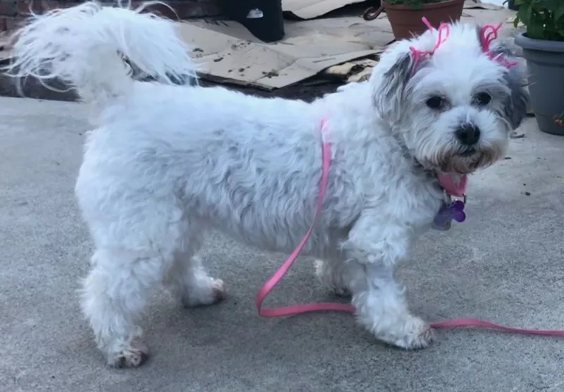 Princesa thumbnail 5