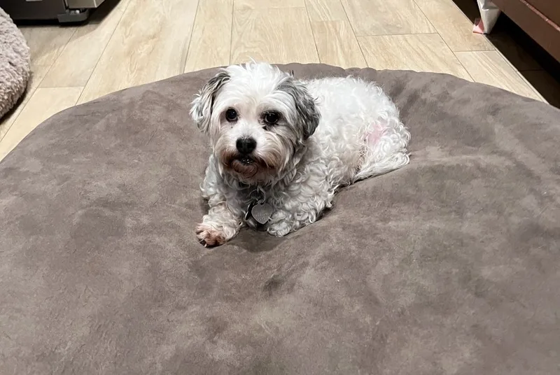 Princesa thumbnail 6