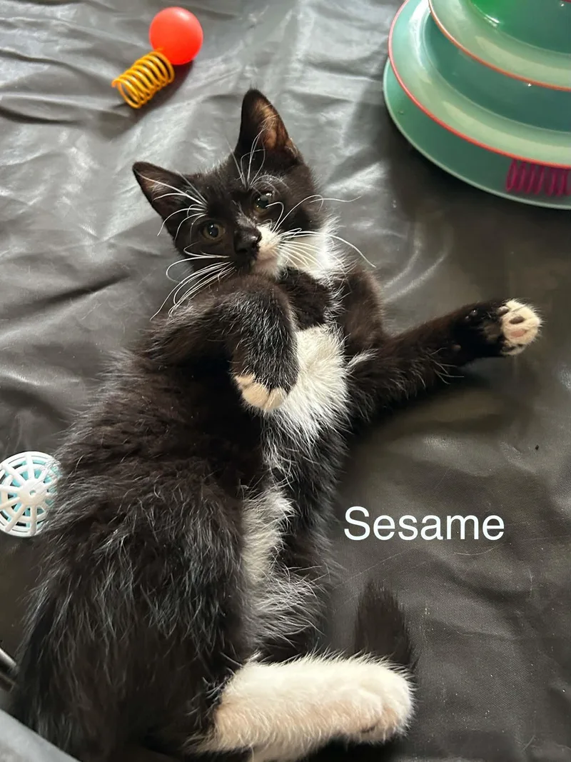 A baby medium-sized male Black & White / Tuxedo Domestic Medium Hair cat named Sesame for adoption in Wyandotte, MI