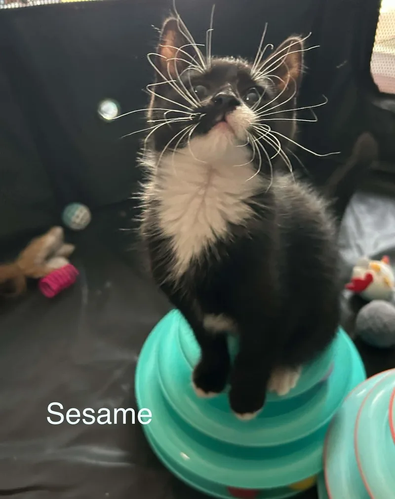 Sesame thumbnail 3