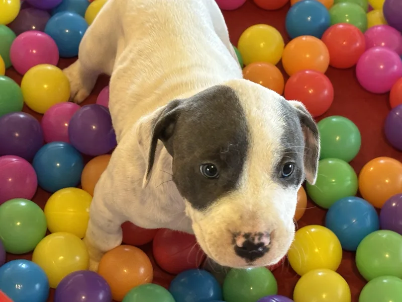 A baby large-sized male White / Cream Hound dog named Nimbus for adoption in Hortense, GA