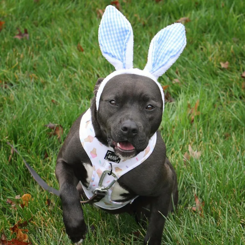 Maverick thumbnail 2