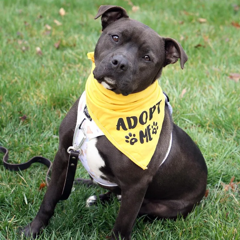 Maverick thumbnail 4