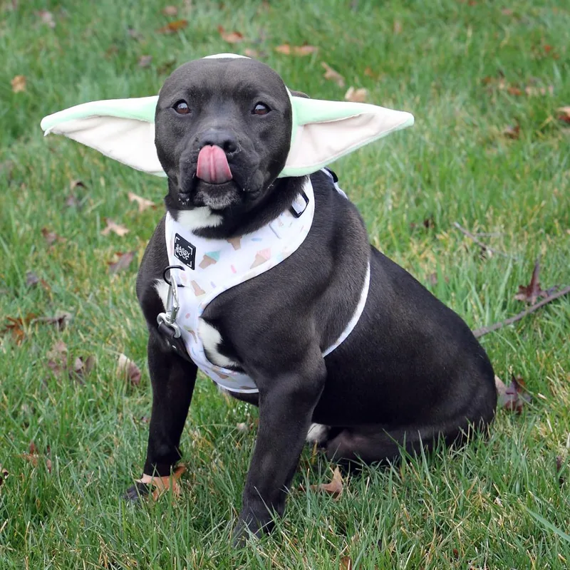 Maverick thumbnail 5