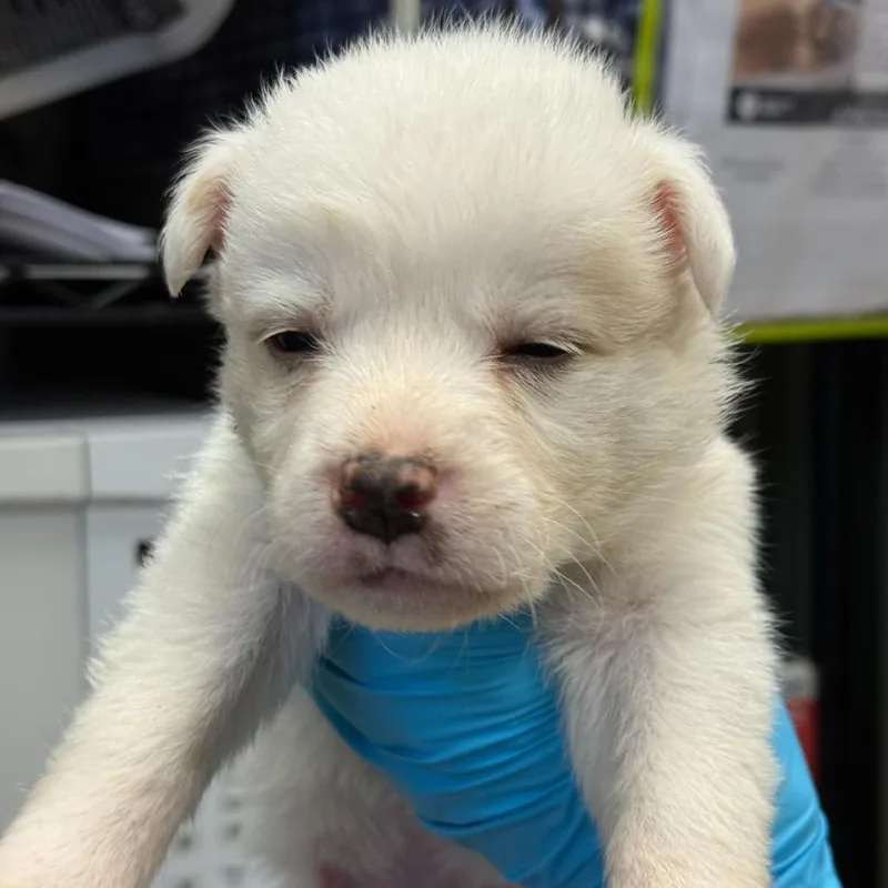 Polar Bear