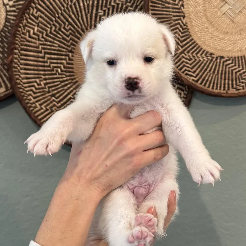Polar Bear thumbnail 2