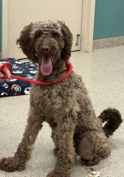 An adult medium-sized female Standard Poodle dog named Polly for adoption in Fishers, IN