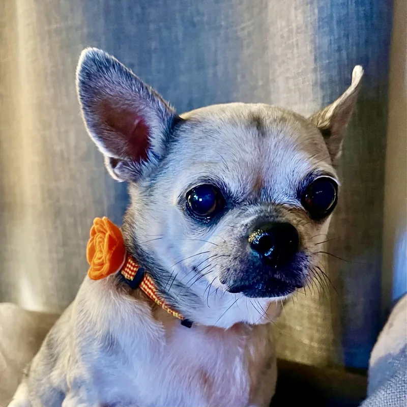 A senior small-sized female Apricot / Beige Pug dog named Peggy for adoption in Grosse Pointe Park, MI