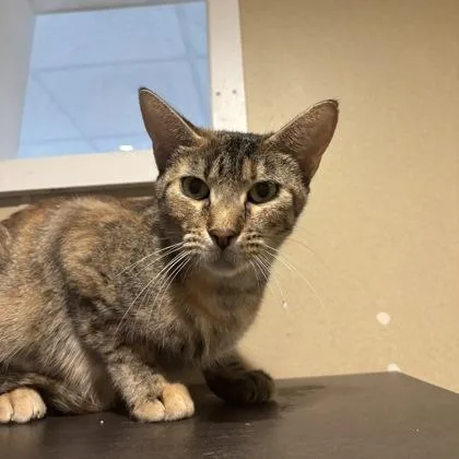 A young medium-sized female Torbie Domestic Short Hair cat named Shark for adoption in Dubuque, IA
