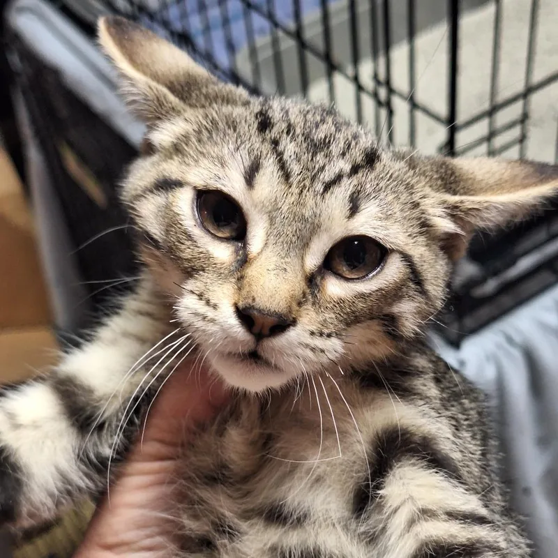 A baby small-sized female Black American Shorthair cat named Ezra for adoption in Grantsville, UT