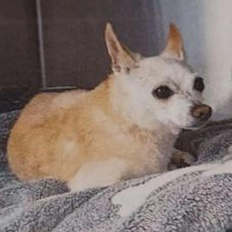 A senior small-sized female Chihuahua dog named Chatta for adoption in Lake Havasu City, AZ