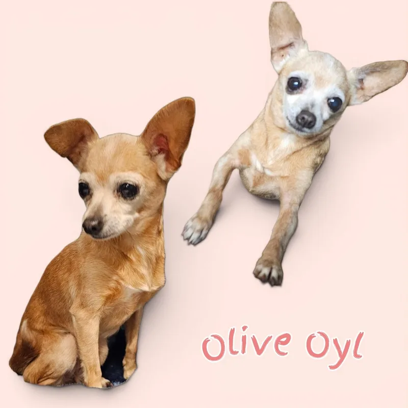 Olive Oyl thumbnail 4
