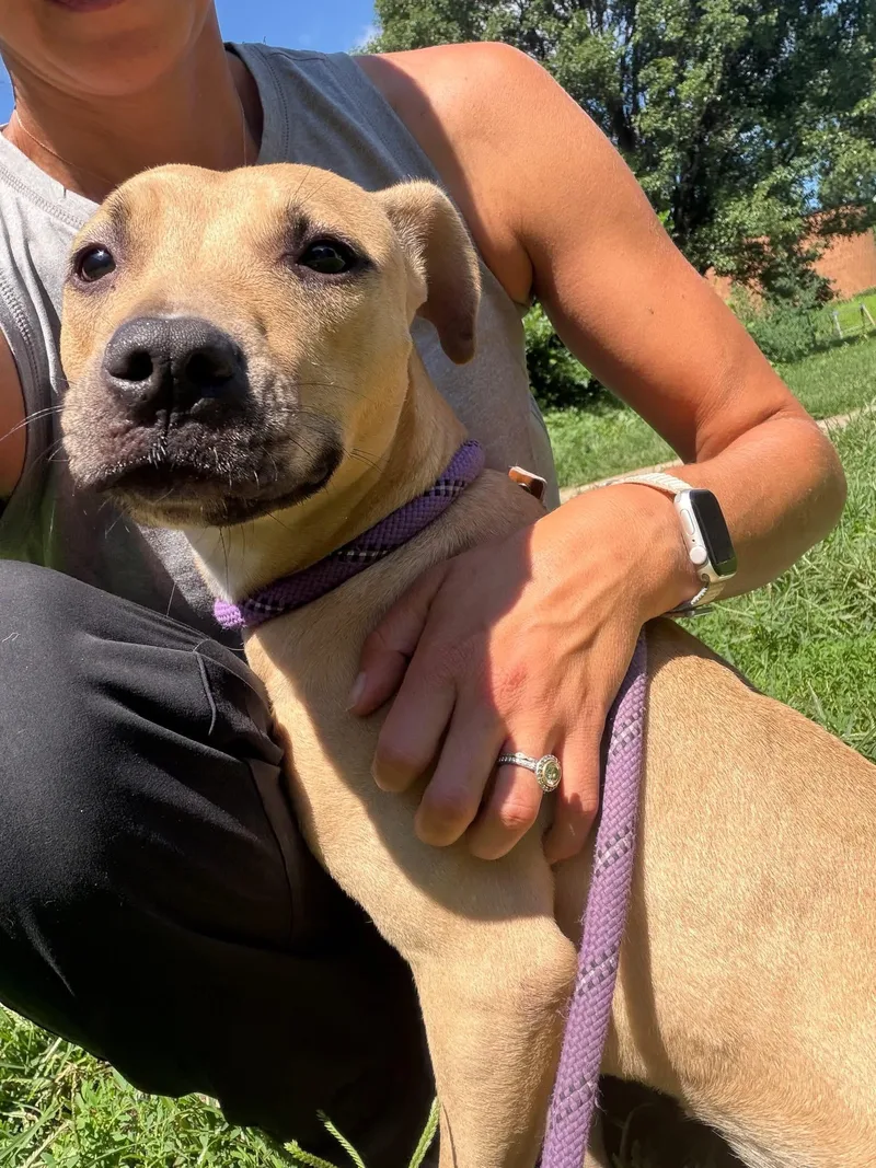 A young medium-sized female Yellow / Tan / Blond / Fawn Pit Bull Terrier dog named Poppyseed for adoption in Chicago, IL