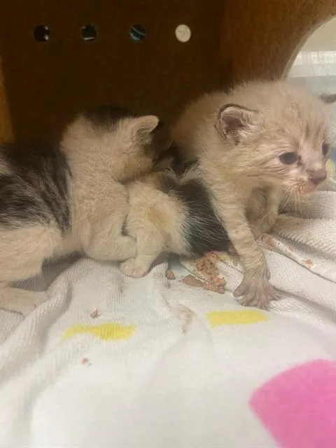 A baby small-sized male Domestic Short Hair cat named Neville for adoption in Riverside, CA