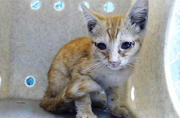 A baby medium-sized male Domestic Short Hair cat named Sherbert for adoption in Downey, CA