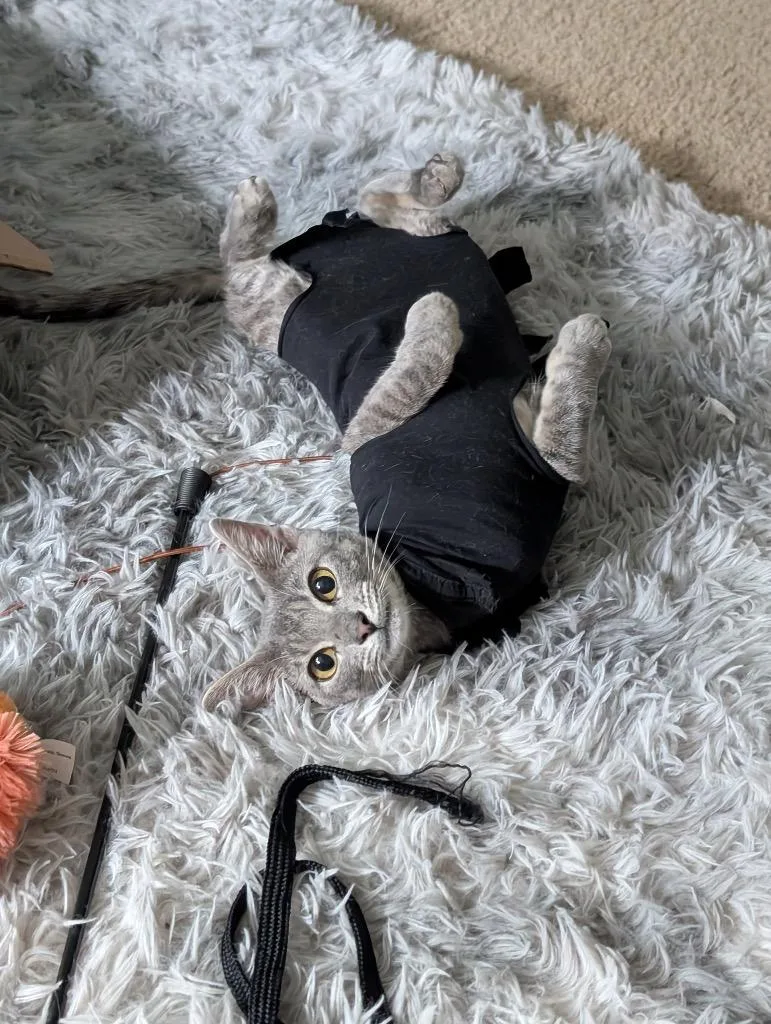 A baby medium-sized female Tabby cat named Rigsby for adoption in San Antonio, TX