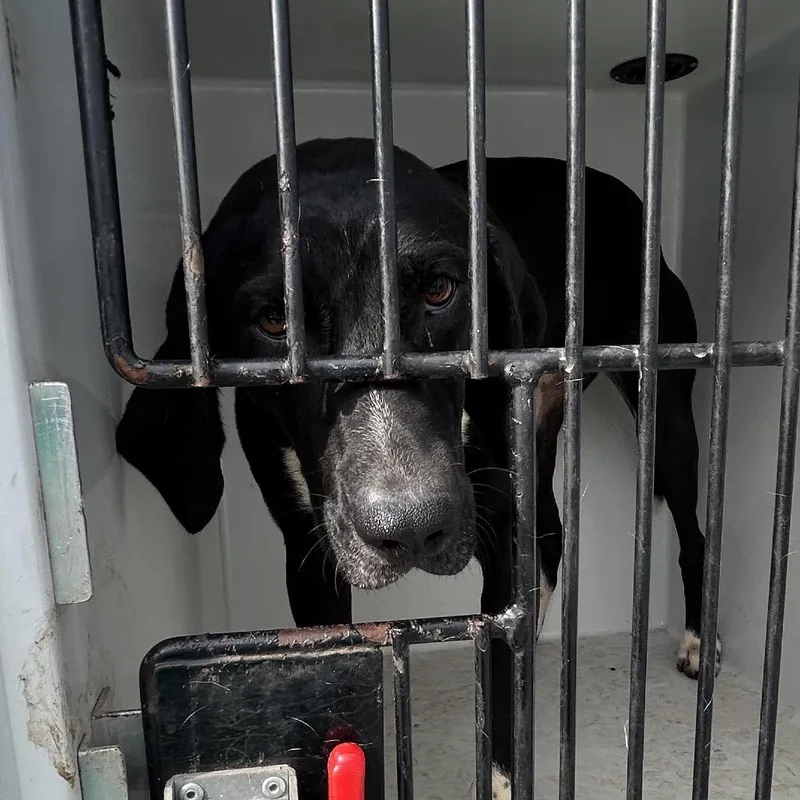 Pixie Stick thumbnail 2