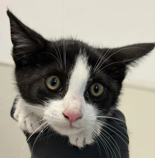 A baby small-sized female Domestic Short Hair cat named Ally for adoption in San Diego, CA
