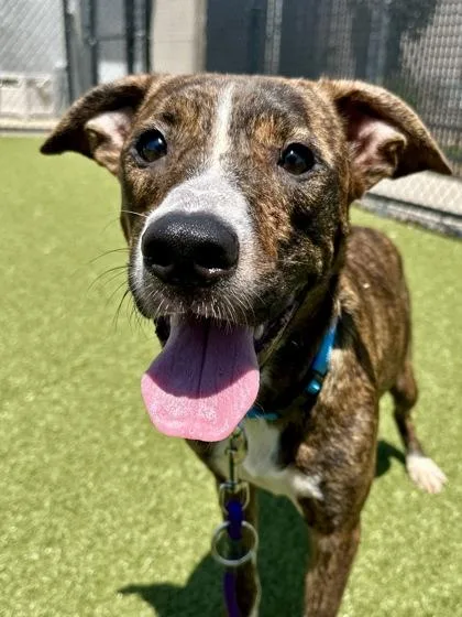 An adult large-sized male Brown / Chocolate Mixed Breed dog named Snail King for adoption in Wichita, KS