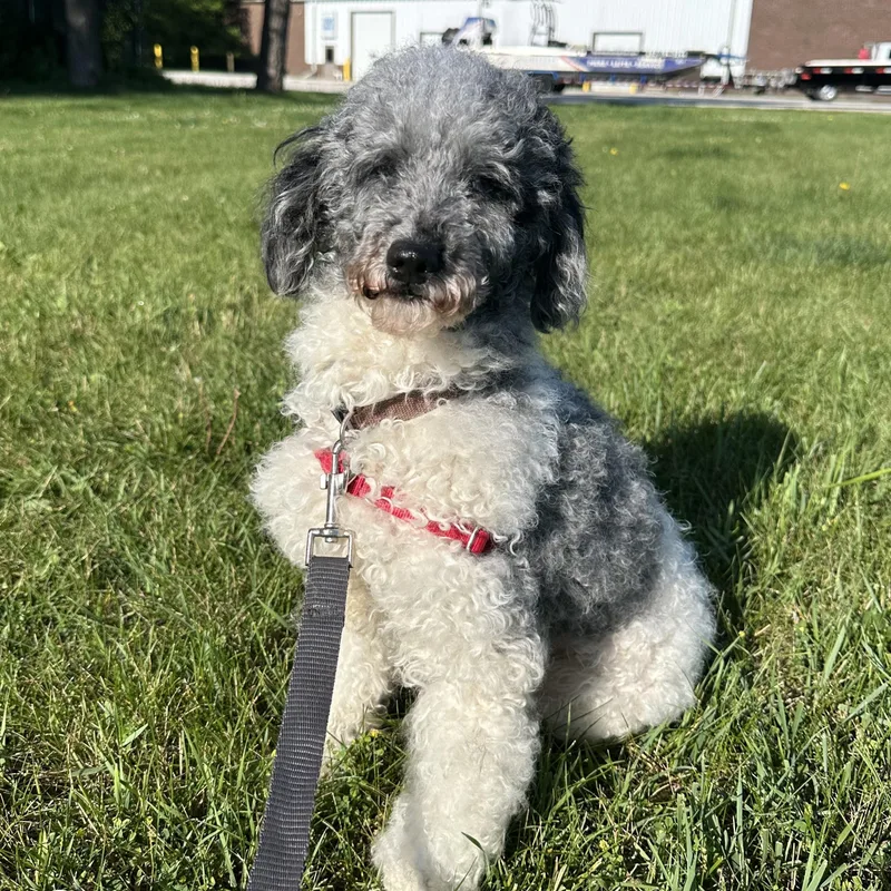 An adult small-sized male Miniature Poodle dog named Hook for adoption in Hartland, WI