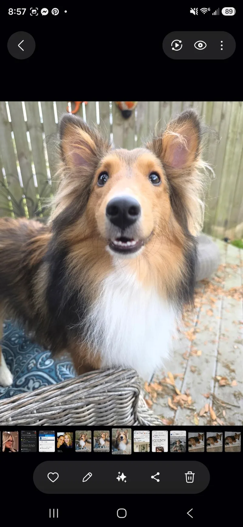 A young small-sized male Shetland Sheepdog / Sheltie dog named Charlie for adoption in Palm Bay, FL