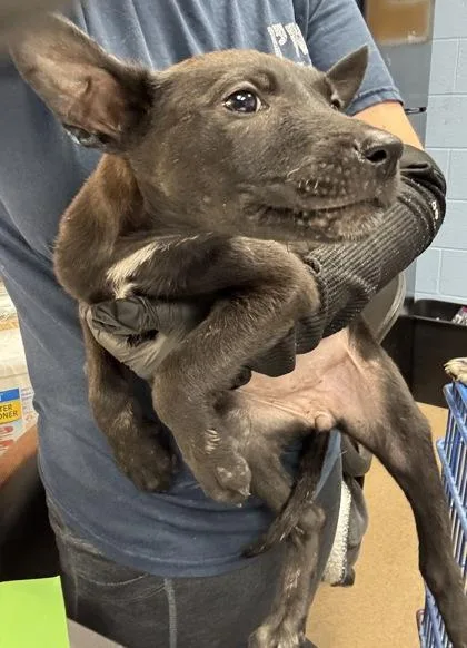 A baby small-sized female Mixed Breed dog named Brunch for adoption in Chamblee, GA