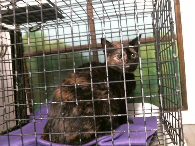 An adult medium-sized male Domestic Short Hair cat named A for adoption in Houston, TX