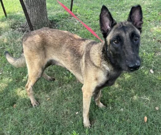 An adult large-sized female Belgian Shepherd / Malinois dog named Falon for adoption in Texas City, TX