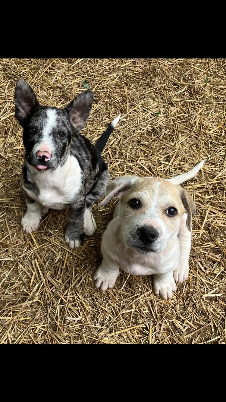 A baby small-sized female Basset Hound dog named Becca for adoption in Muldrow, OK
